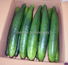 10 Artificial Plastic Composite Cucumber Vegetables House Party Kitchen Decor