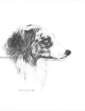 #383 PASTOR AUSTRALIANO PERRO ARTE IMPRESIÓN PLUMA Y TINTA DIBUJO POR Jan Jellins