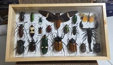 RARE MIX INSECTS DISPLAY BOX IN WOOD FRAME BEHIND GLASS 8" BY 13.75"