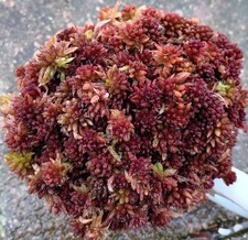 Live Sphagnum Moss Raspberry  Fuzzy Fresh Cleaned Maine 