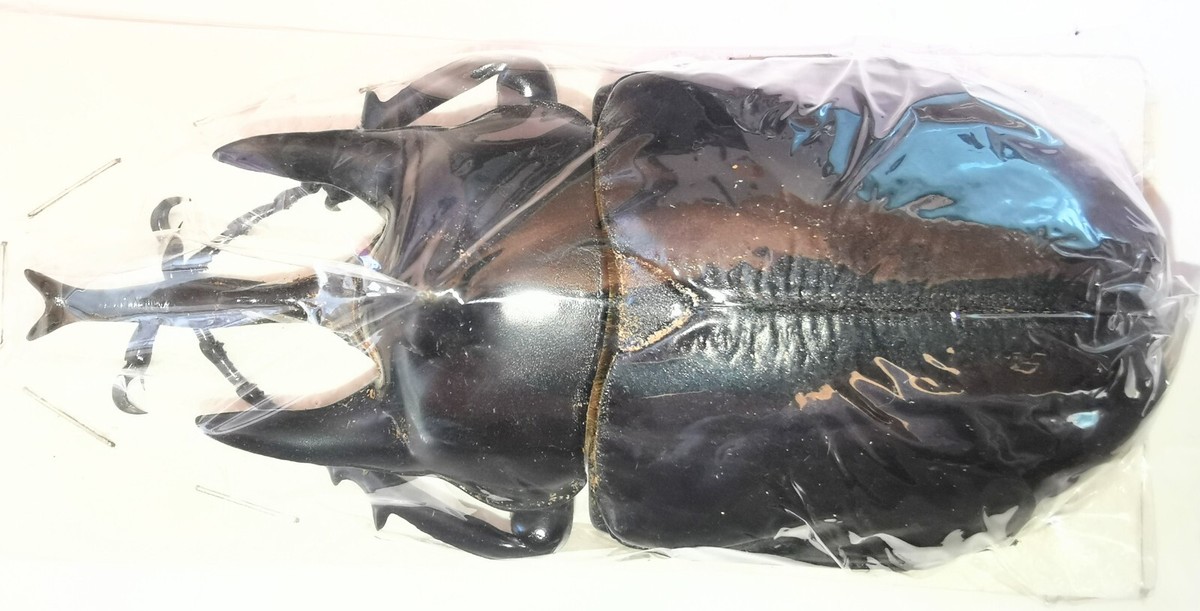 Dynastinae Megasoma actaeon 115mm A1 or A1- from PERU - XXL SIZE