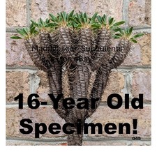 Euphorbia guillauminiana. Truly rare. Succulent. Bonsai form. WYSIWYG.