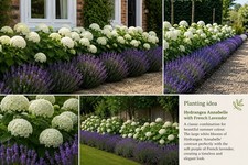 Hydrangea Annabelle Hardy White Flowering Shrub Plant 2L Pot RHS