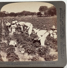 Campo de fresas en Irapuato, México, donde se recogen las fresas Stereoview