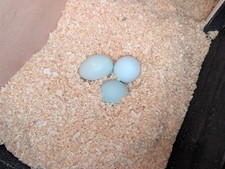 8 Easter Eggers/Olive Egger mixed eggs. Green and Blues.