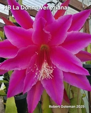 Epiphyllum 'HB La Donna Veneziana' Rooted Cutting - Exclusive Orchid Cactus