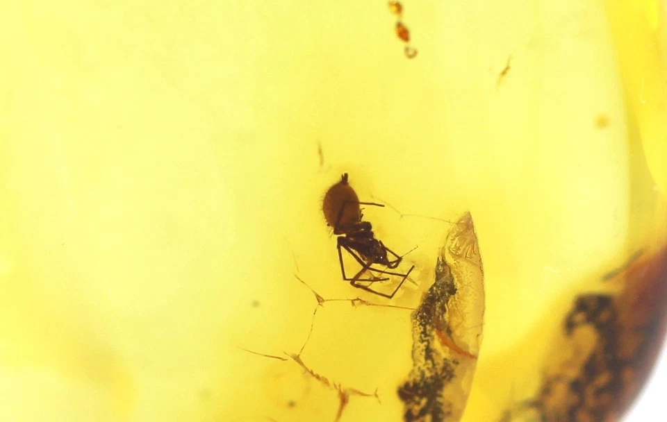 Ciondolo ambra baltica con grande PICCOLO RAGNO inclusione insetti Argento 92... - Immagine 2 di 4