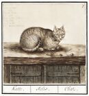 11899.Decoration Poster.Room Home office Wall decor.Nature art.Antique cat