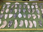 Lot of 49 Atlantic Oyster Shells 6 To 3.75 Inch Long Craft Art ￼ — photo 4