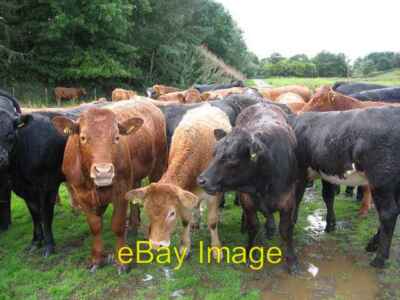 Photo 6x4 Cows Close Up Haltwhistle After the thunderstorm. c2006