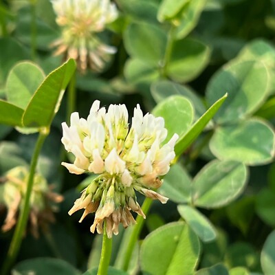 ちいさな地球とクローバ ちいさな地球とクローバ Clover Seed Collection - White Micro Clover