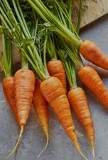 100 Danvers 126 Carrot Seeds | NON-GMO | Heirloom | Fresh Vegetable Seeds