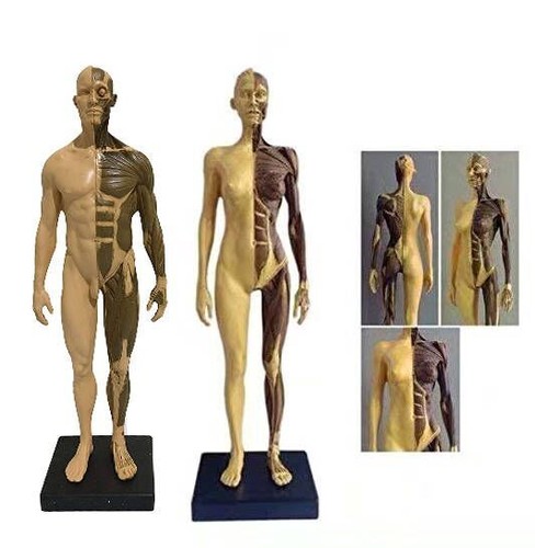 圖片 1 - 30cm Human Anatomical Anatomy Skull Head Muscle Bone Male/Female Body Model US