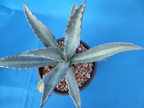 Agave americana medio-picta "Lemon Lime" VARIEGATED! RARE 6"-10" Wide NICE - Picture 5 of 10
