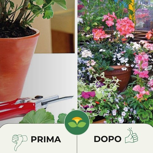 Concime Per Gerani e Piante Fiorite Fertilizzante Granulare Idrosolubile 1 Kg - Foto 5 di 10