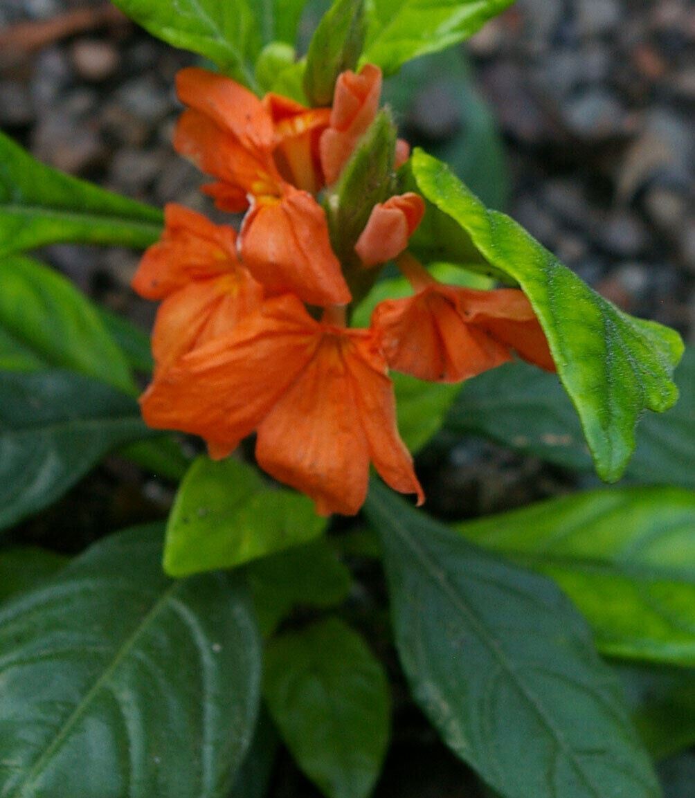 50 CROSSANDRA TROPIC FLAME Live Plants aka FIRECRACKER FLOWER Plugs 854