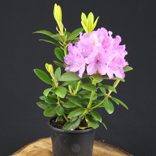 5 Stück Rhododendron Grandiflorum Lila Blüten winterhart Strauch eBay