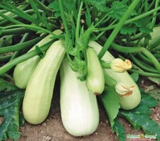 Zucchini Eisb&auml;r - Wei&szlig; - 5+ Samen - Saatgut - Seeds - SCH&Ouml;N und FEIN! C 018