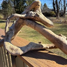 Intricate Twisting Driftwood Root 19x5x14 Sculptural Wood with Opening