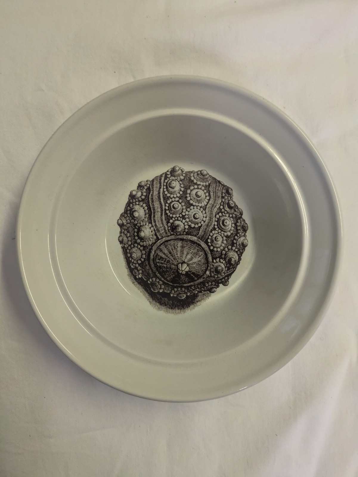 Portmeirion Königreich des Meeres Bleistift Seeigel 8,5" Schüssel