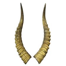 2 Blesbok Horns, African Antelope Horn Pair - Size: Around 14" measured straight