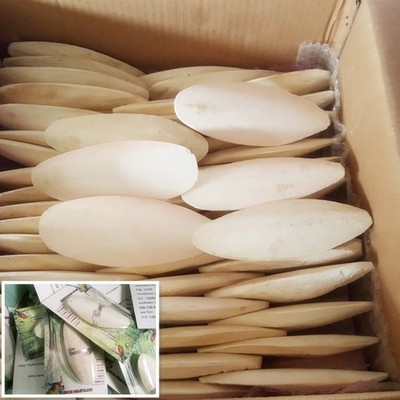 10/20pcs Tuttlebone Tintenfisch Knochen Sepia Tintenfische Haustier Vogel Futter