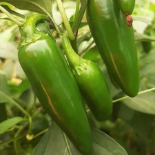 Jalapeno M Pepper Seeds - 500 Count - For 2026 Planting 8,000 Scoville Medium