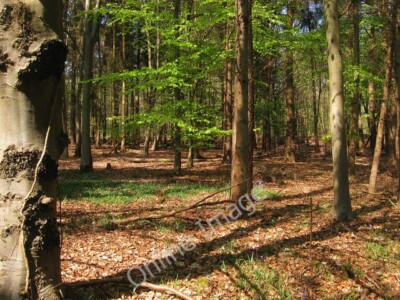 Photo 6x4 Dobsons Wood Haywards Heath Viewed from Slugwash Lane. c2011