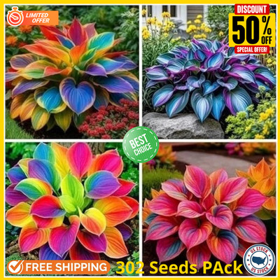 302 Rainbow Hosta Seeds Rare Colorful Perennial Shade Garden Plant Free Shipping