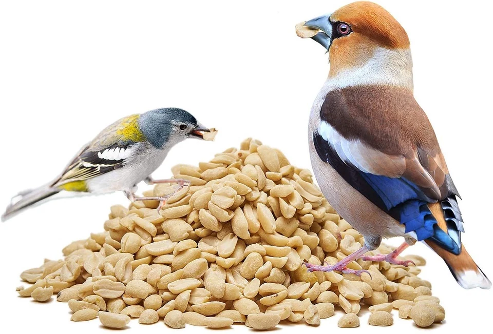 Erdnüsse Erdnusskerne blanchiert ohne Haut NEUE ERNTE 2025 Premiumqualität - Bild 4 von 4