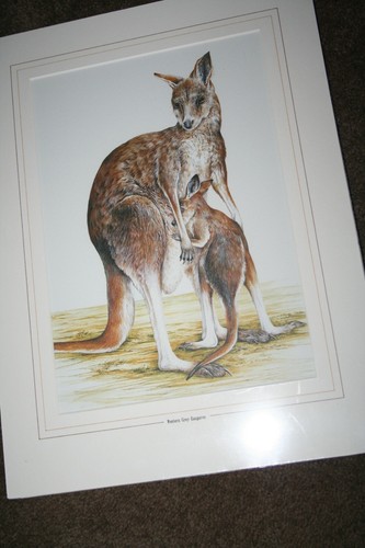 D. Lindsley-De Gray Australia Art Print "Western Grey Kangaroo" Outback Wildlife
