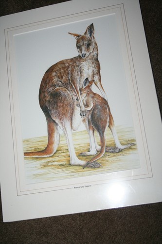 D. Lindsley-De Gray Australia Art Print "Western Grey Kangaroo" Outback Wildlife - Afbeelding 1 van 5