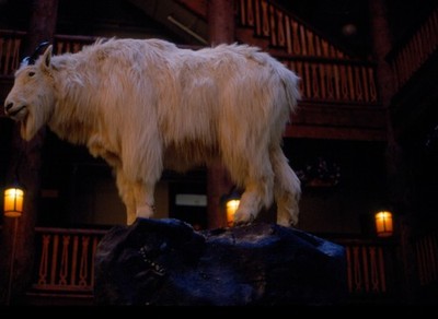 Great Northern goat ''Rocky''  @ ??.-1971 Kodak slide