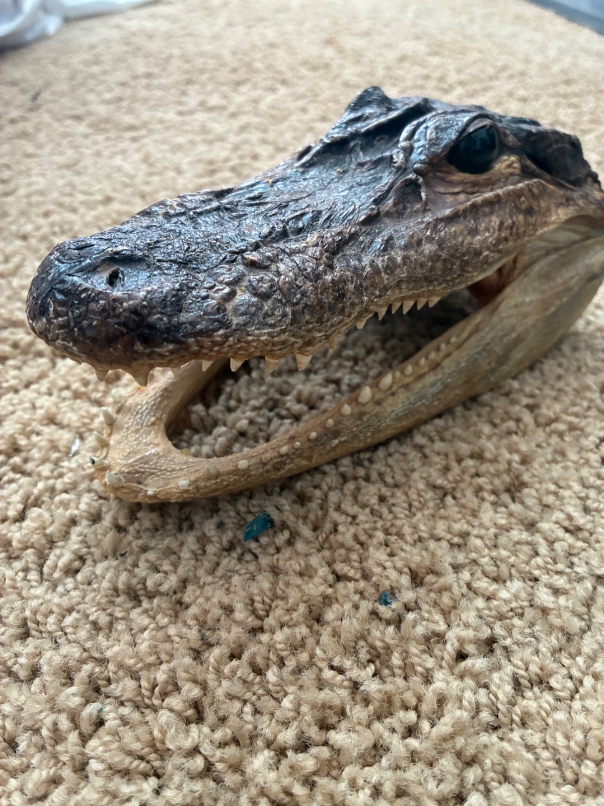 Vintage Taxidermy Real Genuine Baby Alligator Head - Florida
