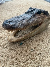 Vintage Taxidermy Real Genuine Baby Alligator Head - Florida