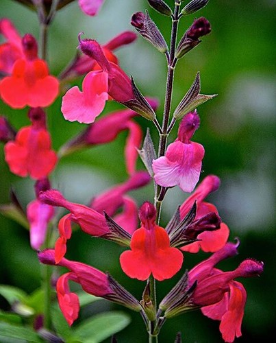 PERENNIAL SALVIA PLUG PLANTS PICK + MIX PAY ONLY ONE POSTAGE COST MIXED FLOWERS - Picture 55 of 88