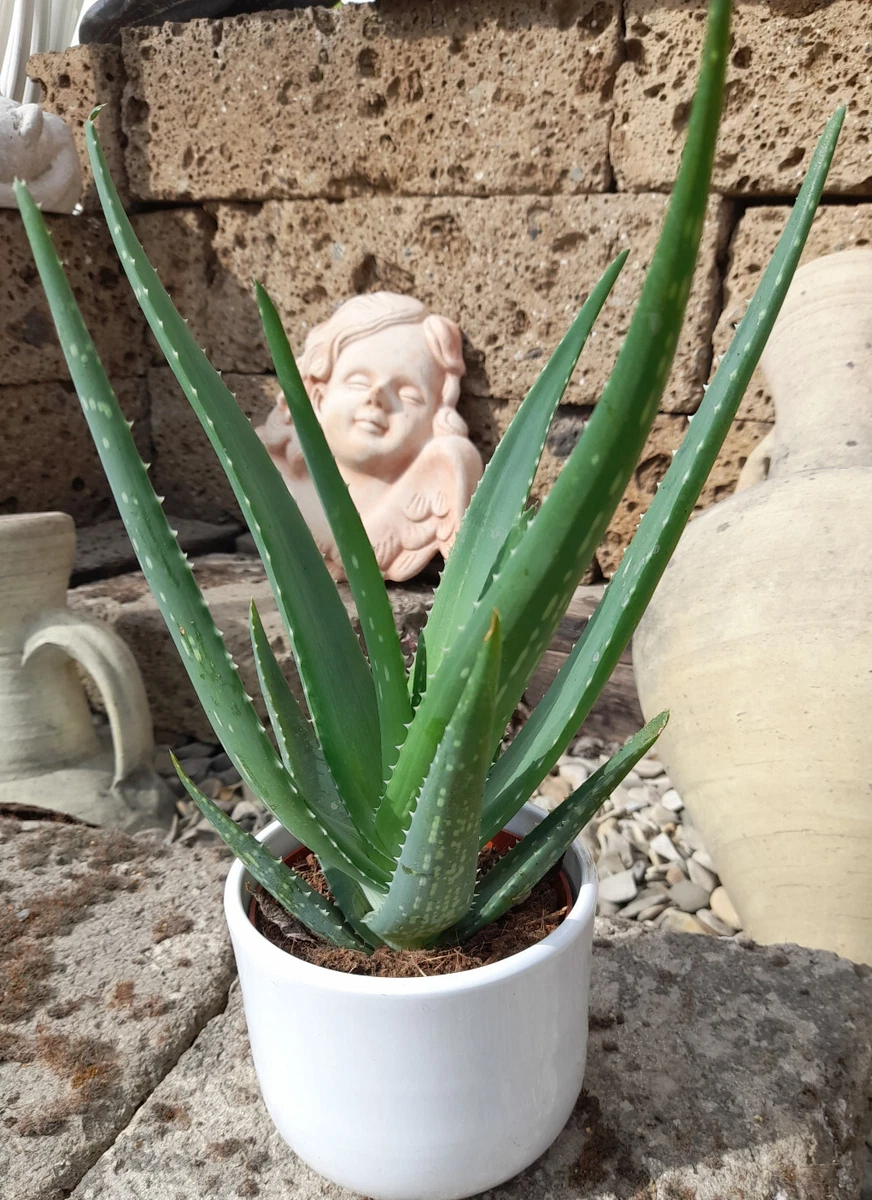 shaka zulu agave Succulent, 4in, Agave Shaka Zulu – Floral Acres Greenhouse & Garden Centre main image 0