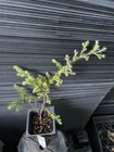 Juniperoides Aurea Chamaecyparis — photo 2