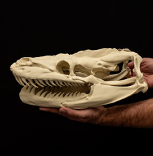 Titanoboa Skull Replica Giant Prehistoric Snake Skull Fossil Model