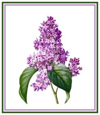 Redoute Flower Lilac  Counted Cross Stitch Chart Pattern