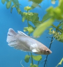 Live Betta Fish Female Sorority Dumbo Ear