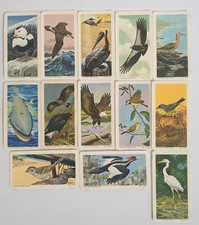 BrookeBond Wildlife in Danger RedRose Tea Album 13x #13 1970 Wildlife Federation