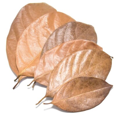 Natural Eco Dried  Jackfruit Leaves  Organic Best Quality   Ceylon Leaves