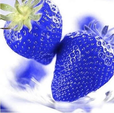 20 Blue Strawberry Seeds Delicious Home Fruit | eBay