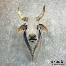 #27296 E+ | Brahma Bull Taxidermy Shoulder Mount For Sale