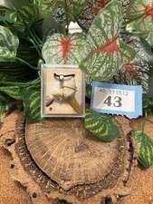 Genuine Fossil Sand Tiger Shark Tooth Pendant on Wax Cord Necklace