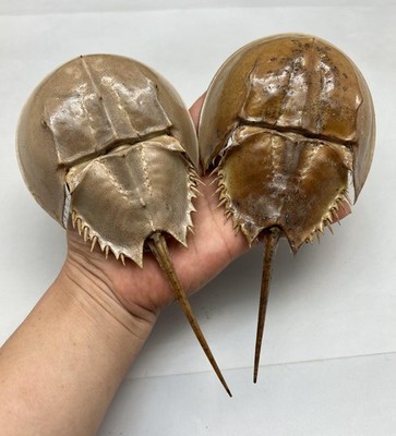 1PC Dried Molted Horseshoe Crab Shells - 7'' to 9'' - Natural Decor Art