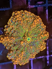 WYSIWYG RARE Godzilla Type Yuma Bounce Mushroom King Kong Shroom OG Live Coral