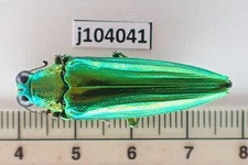 j104041. Insects, Buprestidae sp. Vietnam South