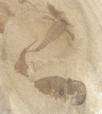 FABULOUS TEXTBOOK EURYPTERUS REMIPES & OTHERS - GREAT MULTIPLE EURYPTERID PLATE!